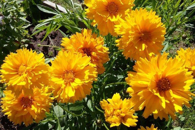 Coreopsis veľkokvetá Coreopsis veľkokvetá