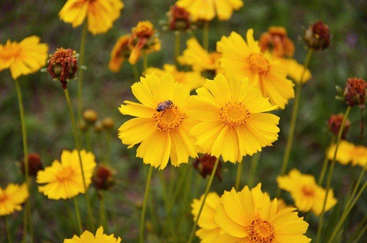 Coreopsis - fotografia Coreopsis - fotografia