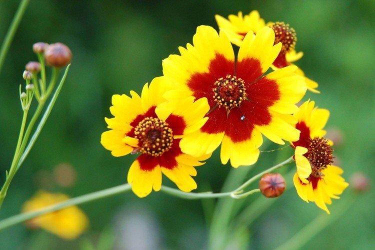 Coreopsis - fotografia Coreopsis - fotografia
