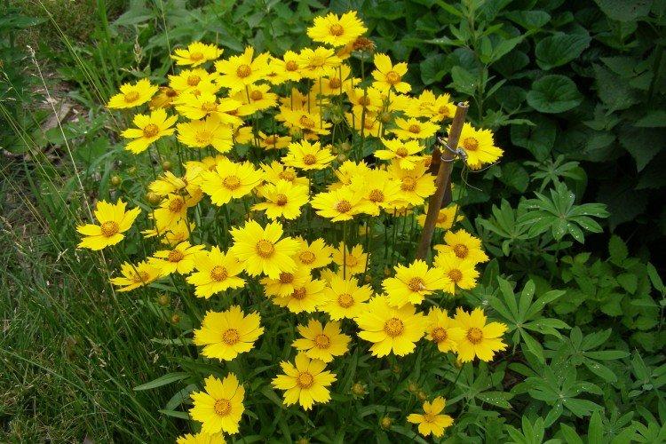 Coreopsis - fotografia Coreopsis - fotografia