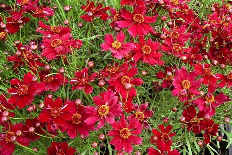 Coreopsis - fotografia Coreopsis - fotografia