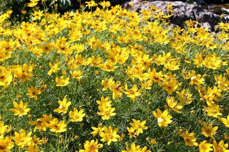 Coreopsis - fotografia Coreopsis - fotografia