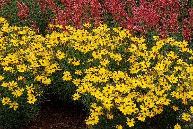 Coreopsis - fotografia Coreopsis - fotografia