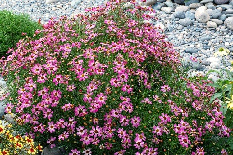 Coreopsis - fotografia Coreopsis - fotografia