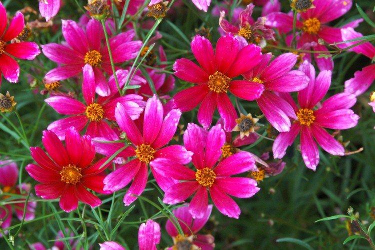 Coreopsis - fotografia Coreopsis - fotografia