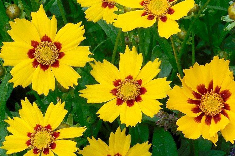 Coreopsis Drummond Coreopsis Drummond