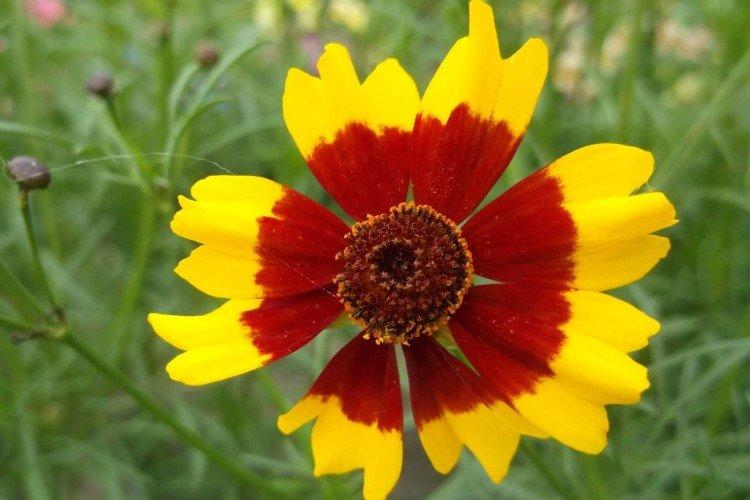 Coreopsis - fotografia Coreopsis - fotografia