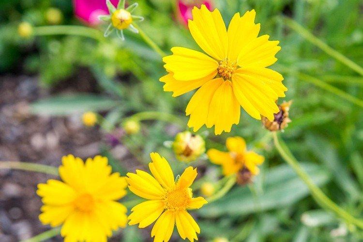Coreopsis - fotografia Coreopsis - fotografia