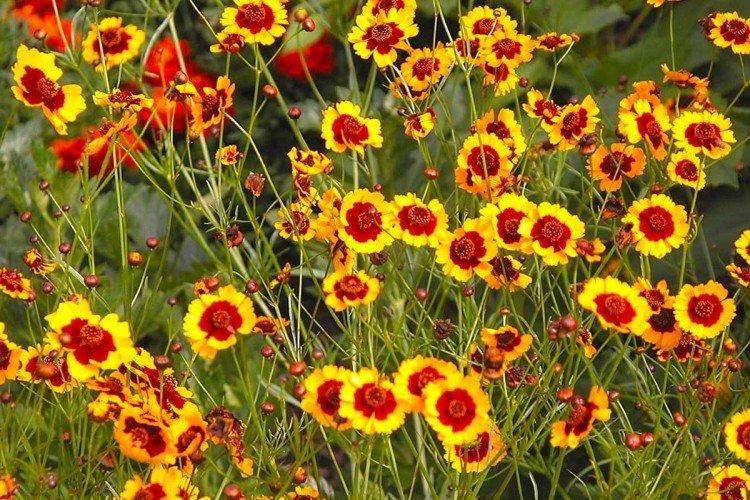 Coreopsis - fotografia Coreopsis - fotografia