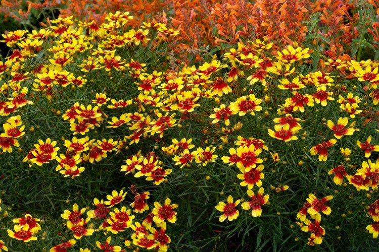 Coreopsis - fotografia Coreopsis - fotografia