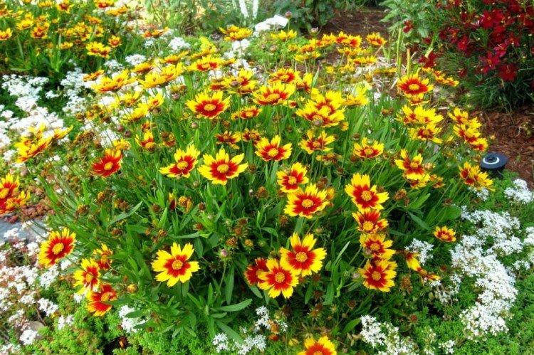 Coreopsis - fotografia Coreopsis - fotografia