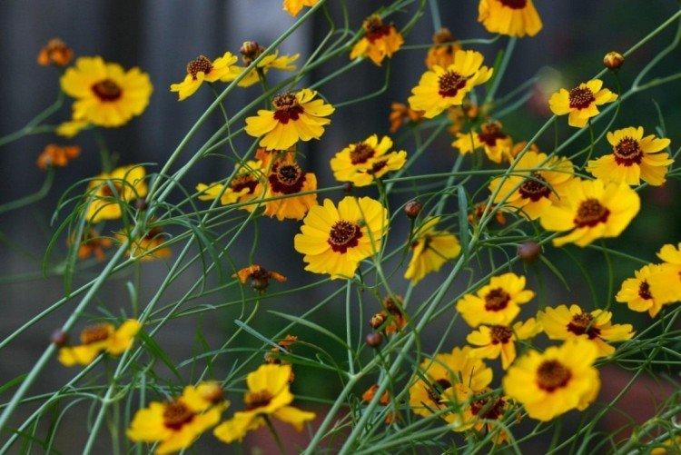 Coreopsis - fotografia Coreopsis - fotografia
