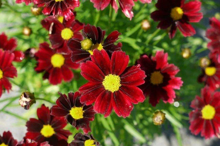 Coreopsis - fotografia Coreopsis - fotografia