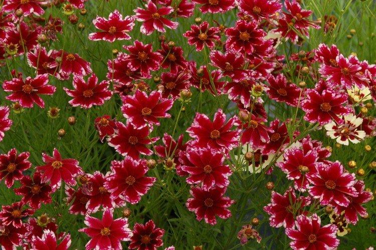 Coreopsis - fotografia Coreopsis - fotografia