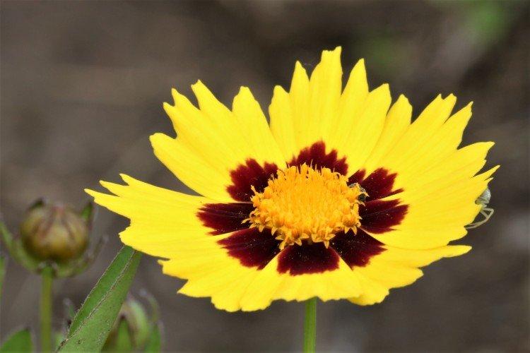 Coreopsis - fotografia Coreopsis - fotografia