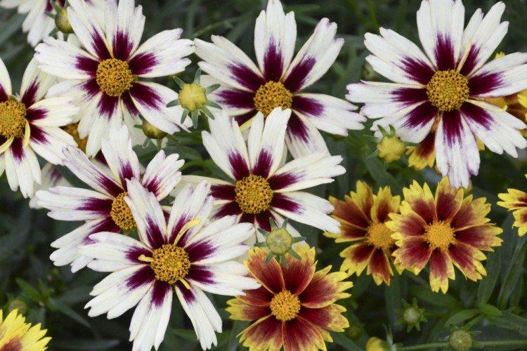 Coreopsis - fotografia Coreopsis - fotografia