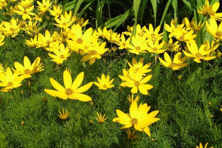 Whorled coreopsis Whorled coreopsis