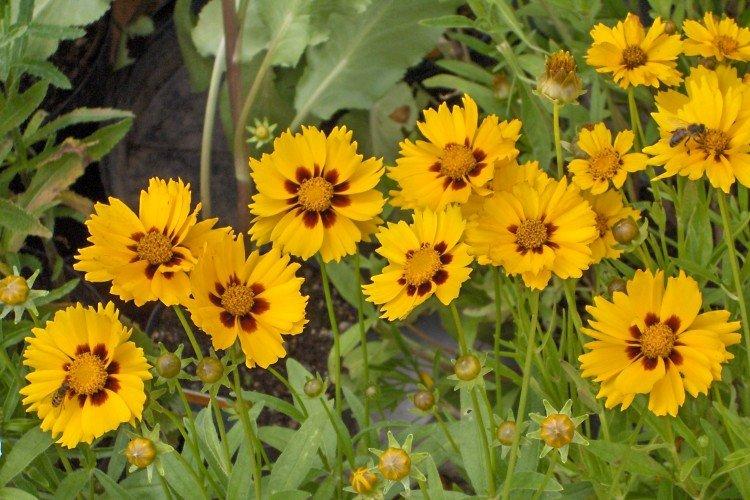 Coreopsis - fotografia Coreopsis - fotografia