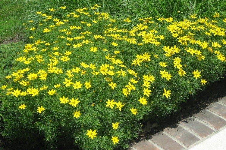 Coreopsis - fotografia Coreopsis - fotografia
