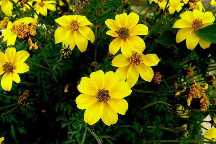Coreopsis ferulele Coreopsis ferulele