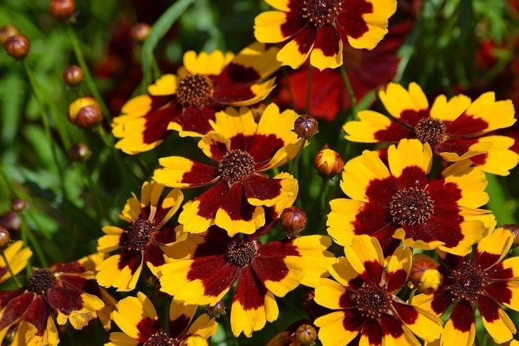 Kopijovitá coreopsis Kopijovitá coreopsis