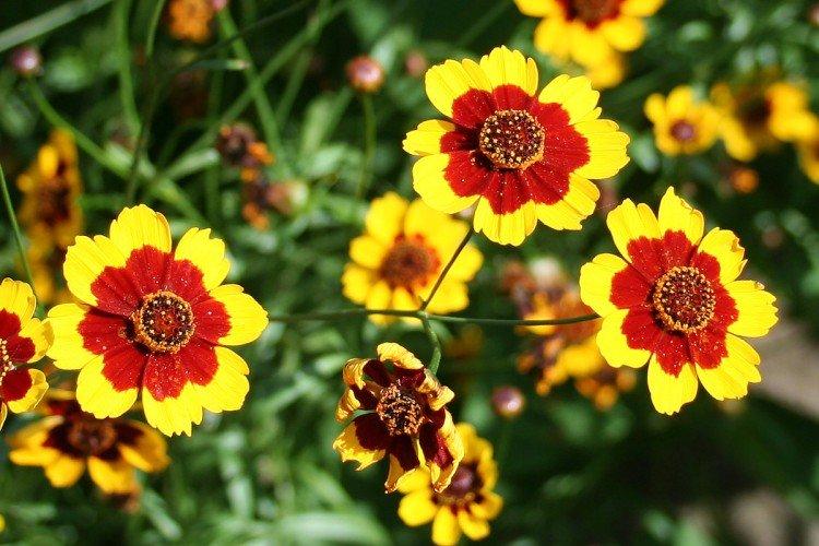 Farbivo coreopsis Farbivo coreopsis