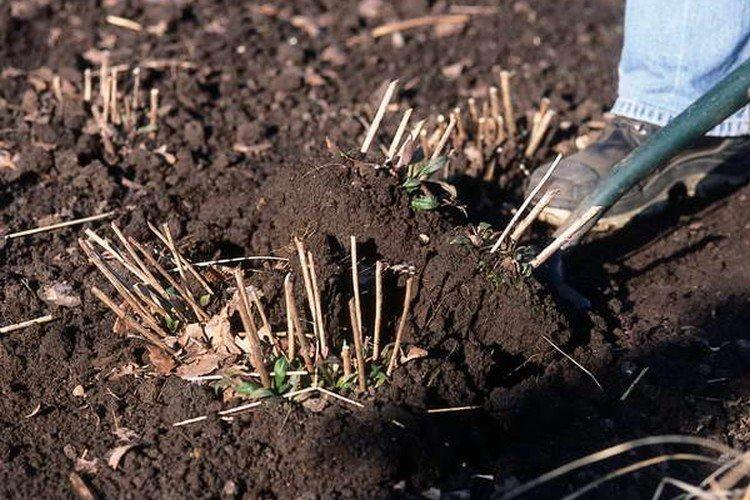 Výsadba a reprodukcia helénia Výsadba a reprodukcia helénia