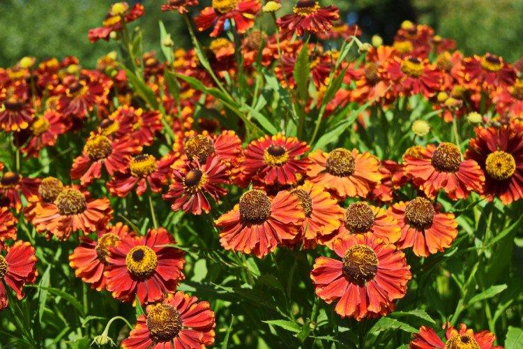 Jesenné helenium Jesenné helenium