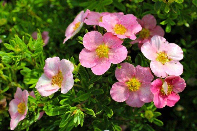 Cinquefoil (60 صورة): أنواع ، رعاية وزراعة في الحقل المفتوح