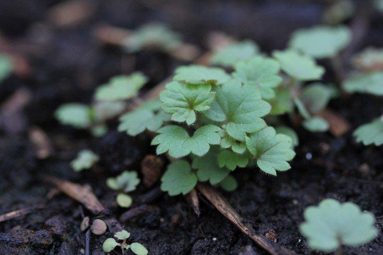 Výsadba a reprodukcia Potentilla Výsadba a reprodukcia Potentilla