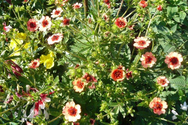Cinquefoil - fotografia Cinquefoil - fotografia
