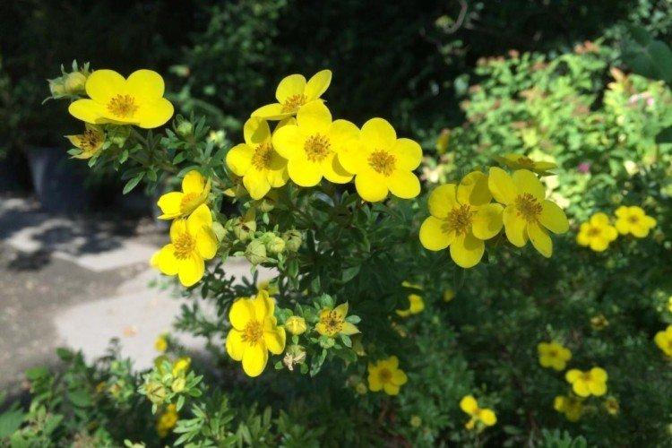 Cinquefoil - fotografia Cinquefoil - fotografia