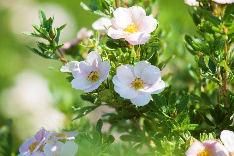 Cinquefoil - fotografia Cinquefoil - fotografia