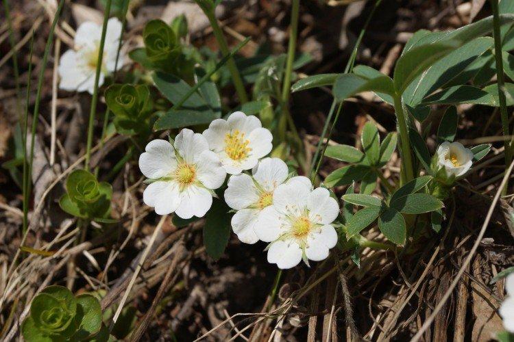 Cinquefoil biely Cinquefoil biely