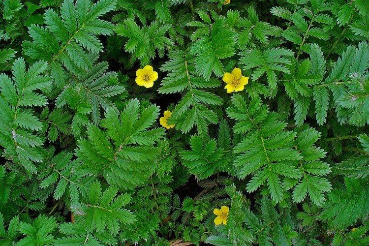 Cinquefoil - fotografia Cinquefoil - fotografia