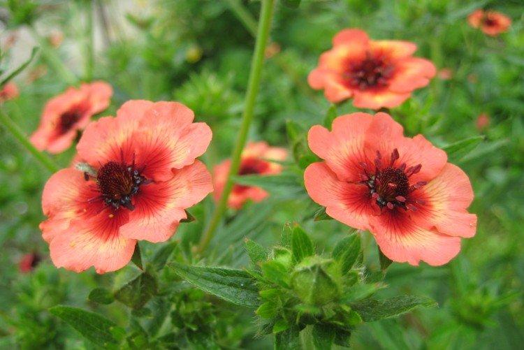 Cinquefoil - fotografia Cinquefoil - fotografia
