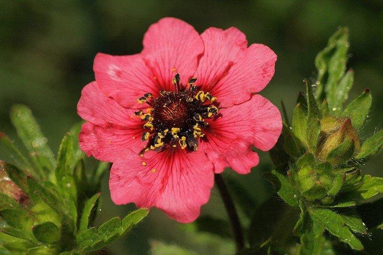Cinquefoil - fotografia Cinquefoil - fotografia