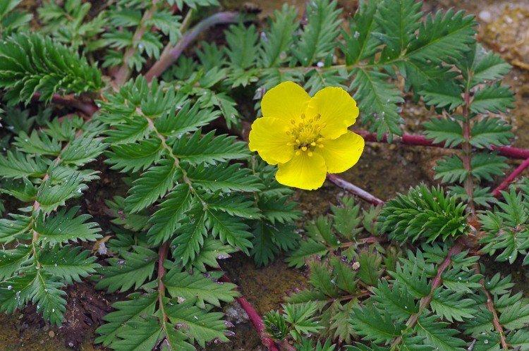 Cinquefoil - fotografia Cinquefoil - fotografia