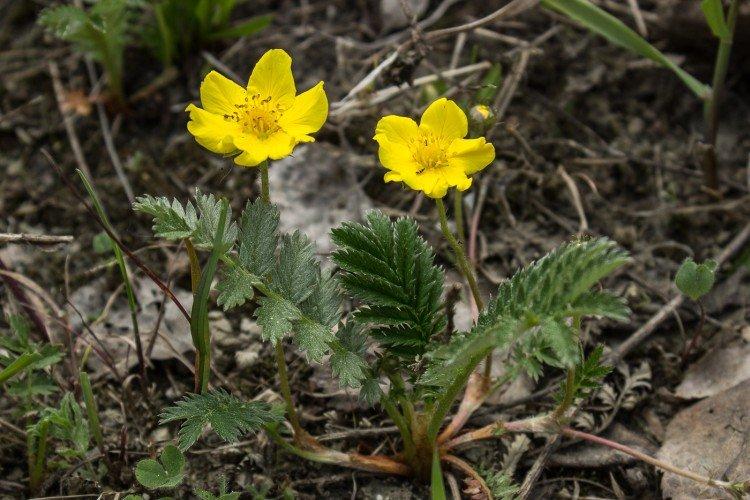 Cinquefoil - fotografia Cinquefoil - fotografia