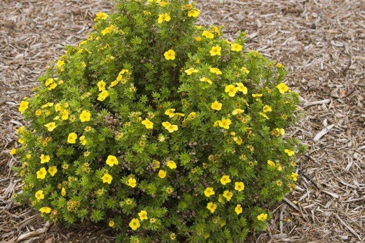Cinquefoil - fotografia Cinquefoil - fotografia