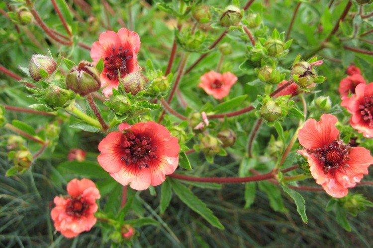 Cinquefoil - fotografia Cinquefoil - fotografia
