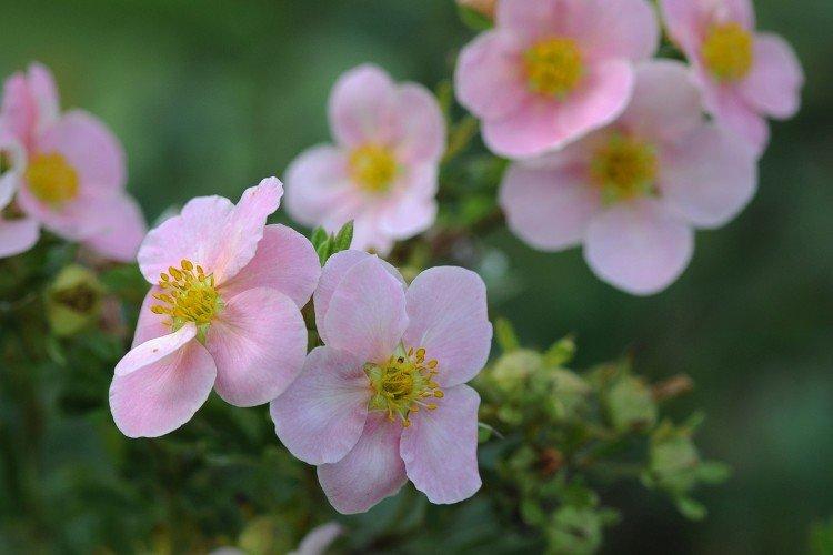 Cinquefoil - fotografia Cinquefoil - fotografia
