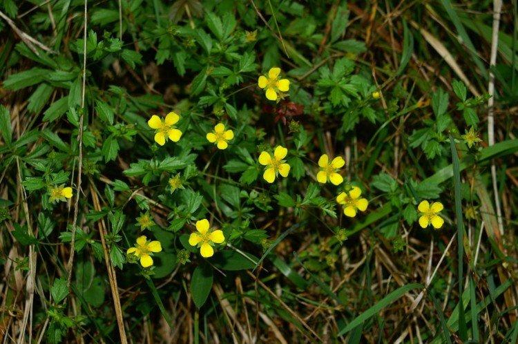 Vzpriamený cinquefoil Vzpriamený cinquefoil