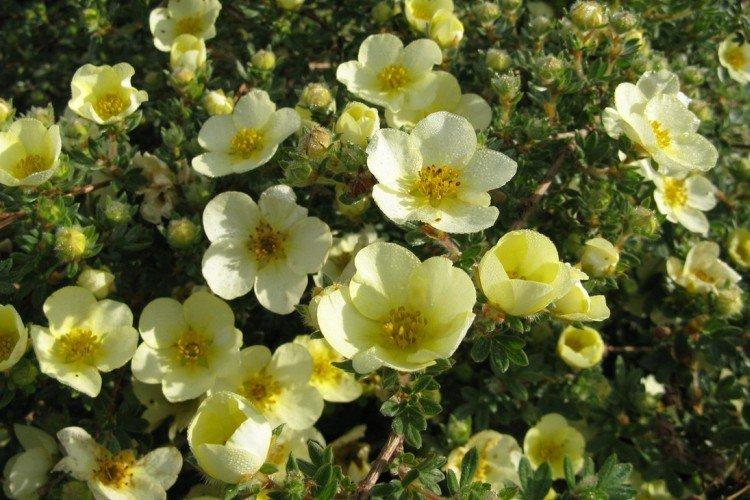 Cinquefoil - fotografia Cinquefoil - fotografia