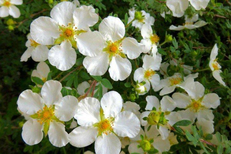 Cinquefoil - fotografia Cinquefoil - fotografia