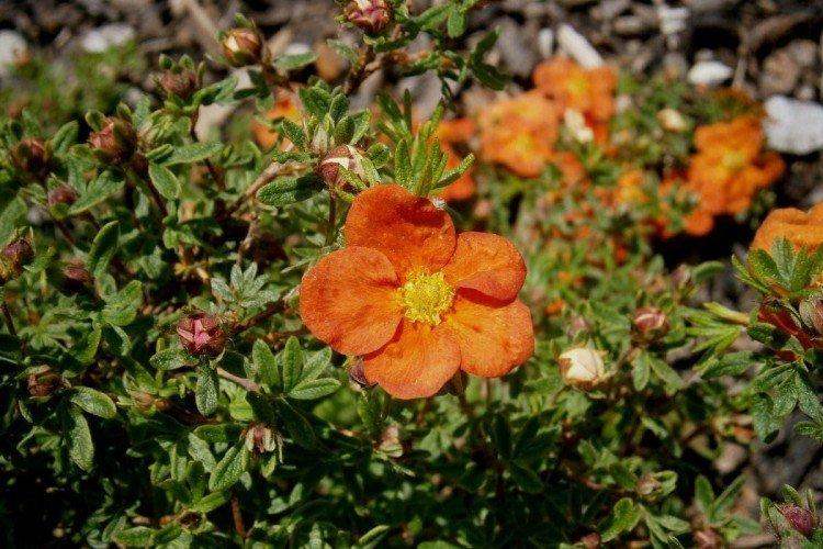 Cinquefoil - fotografia Cinquefoil - fotografia