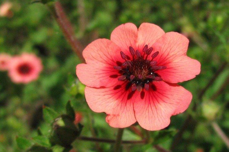 Cinquefoil - fotografia Cinquefoil - fotografia