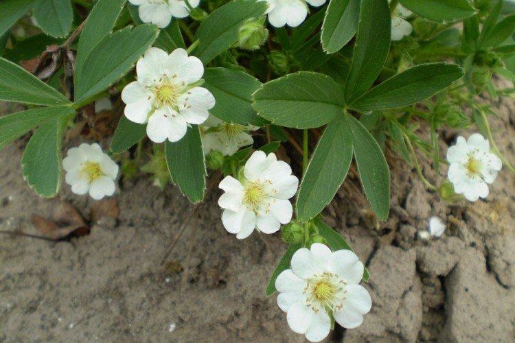 Cinquefoil - fotografia Cinquefoil - fotografia