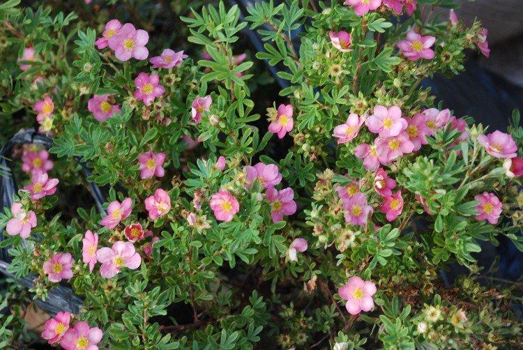 Cinquefoil - fotografia Cinquefoil - fotografia
