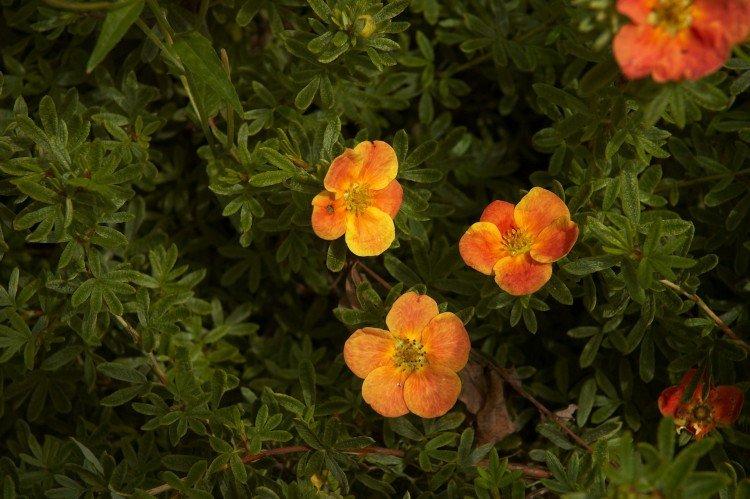 Cinquefoil - fotografia Cinquefoil - fotografia